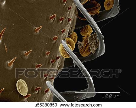 Stock Photo - Coloured SEM of hamuli on wing of bumblebee (Apidae). Fotosearch