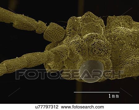 Stock Image - Coloured SEM of head of beetle (Cupedidae). Fotosearch