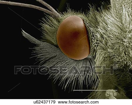 Stock Photo - Coloured SEM of head of cabbage butterfly (Pieridae). Fotosearch
