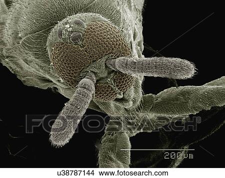 Picture - Coloured SEM of head of fly (Phoridae). Fotosearch