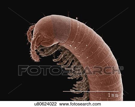 Stock Image - Coloured SEM of head of millipede. Fotosearch