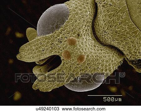 Coloured SEM of head of parasitic wasp View Large Photo Image Stock Image - Coloured SEM of head of parasitic wasp. Fotosearch
