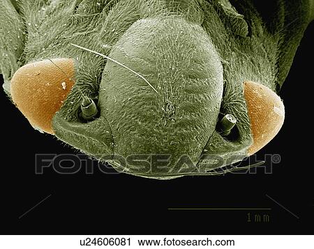 Stock Image - Coloured SEM of head of plant hopper (Cicadellidae). Fotosearch