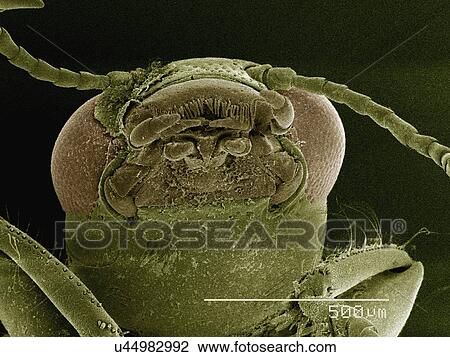 Stock Image - Coloured SEM of head of small beetle (Halipidae). Fotosearch