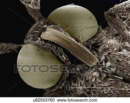 Stock Image - Coloured SEM of head of small moth (Geometridae). Fotosearch