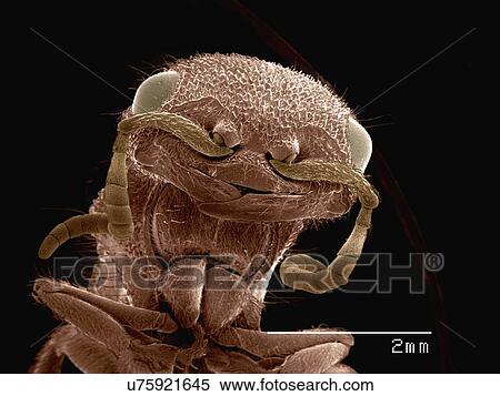 Stock Photography - Coloured SEM of head of velvet ant (Mutilidae). Fotosearch
