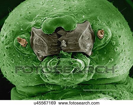 Coloured SEM of hornworm (Sphingidae) View Large Photo Image Stock Photo - Coloured SEM of hornworm (Sphingidae). Fotosearch