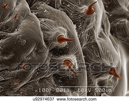 Stock Photo - Coloured SEM of larva of human bot fly (Hematobia Irritans). Fotosearch