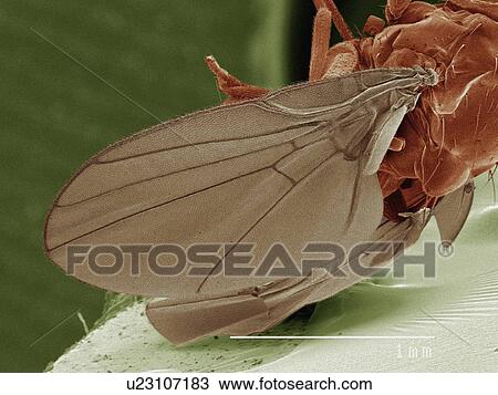 Coloured SEM of leaf mining fly (Agromyzidae) View Large Photo Image Stock Image - Coloured SEM of leaf mining fly (Agromyzidae). Fotosearch