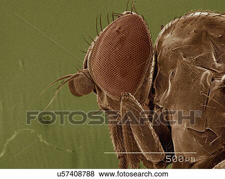 Stock Photo - Coloured SEM of leaf mining fly (Agromyzidae). Fotosearch