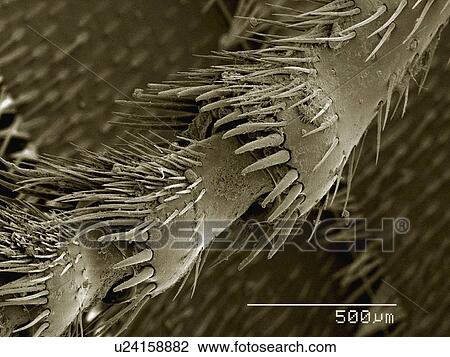 Coloured SEM of leg of burying beetle (Silphidae) View Large Photo Image Stock Image - Coloured SEM of leg of burying beetle (Silphidae). Fotosearch