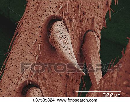 Coloured SEM of leg spurs of house cricket View Large Photo Image Picture - Coloured SEM of leg spurs of house cricket. Fotosearch