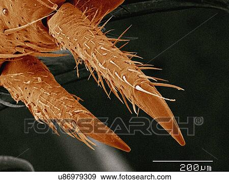 Stock Photo - Coloured SEM of leg spurs of house cricket. Fotosearch