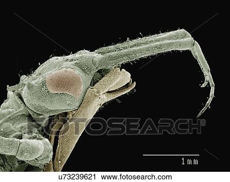 Stock Image - Coloured SEM of mask of damselfly (Calopterygidae). Fotosearch
