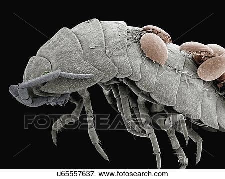 Stock Photo - Coloured SEM of mites on back of pillbug. Fotosearch