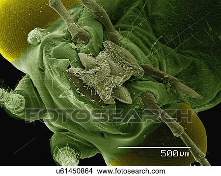 Picture - Coloured SEM of mouthparts of green lacewing (Chrysopidae). Fotosearch