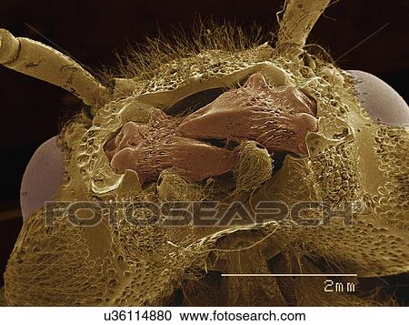 Stock Image - Coloured SEM of mouthparts of Horntail (Tremex sp., Siricidae). Fotosearch