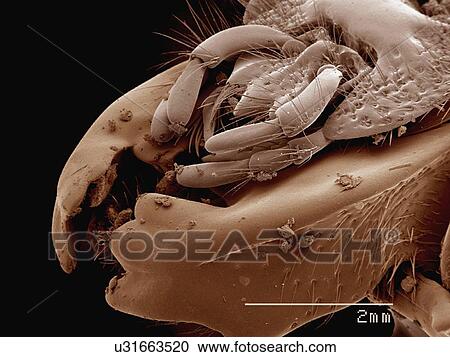 Stock Image - Coloured SEM of mouthparts of Passalidae beetle. Fotosearch