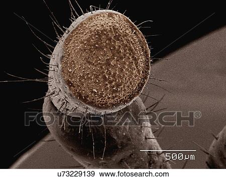Stock Photo - Coloured SEM of palp of grasshopper (Romalea sp). Fotosearch