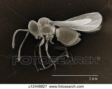 Stock Photo - Coloured SEM of parasitic wasp (Charipidae). Fotosearch