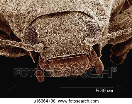Stock Photo - Coloured SEM of Riffle beetle (Elmidae). Fotosearch