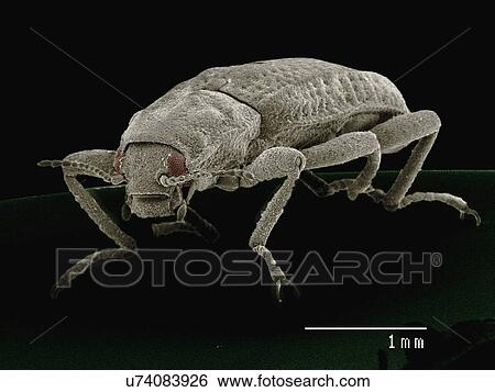 Coloured SEM of Riffle beetle (Elmidae) View Large Photo Image Stock Photograph - Coloured SEM of Riffle beetle (Elmidae). Fotosearch