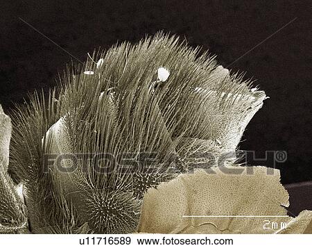 Coloured SEM of scopa of leaf cutting bee (Megachilidae) View Large Photo Image Stock Photo - Coloured SEM of scopa of leaf cutting bee (Megachilidae). Fotosearch