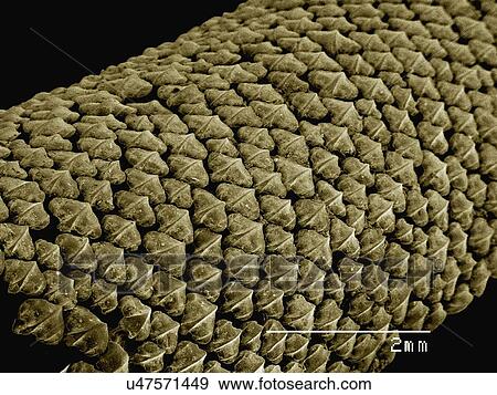 Stock Photo - Coloured SEM of shark skin (Squalus sp). Fotosearch
