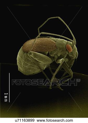 Coloured SEM of small bug (Hemiptera) View Large Photo Image Stock Photo - Coloured SEM of small bug (Hemiptera). Fotosearch