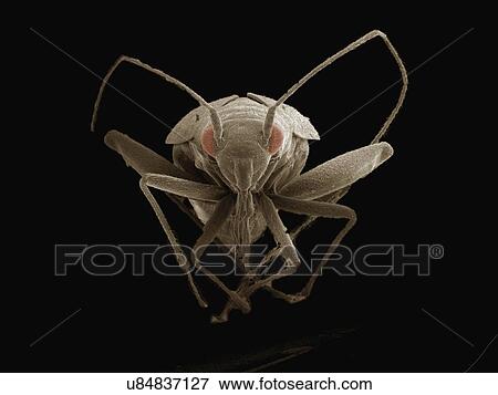 Coloured SEM of small bug (Hemiptera) View Large Photo Image Stock Photo - Coloured SEM of small bug (Hemiptera). Fotosearch