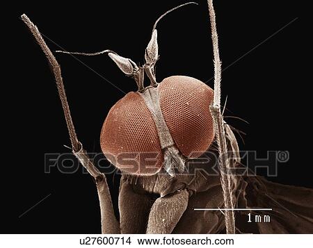 Picture - Coloured SEM of small fly (Diptera). Fotosearch