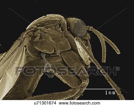Picture - Coloured SEM of small fly (Diptera). Fotosearch