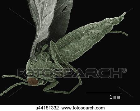 Stock Image - Coloured SEM of small fly (Diptera). Fotosearch