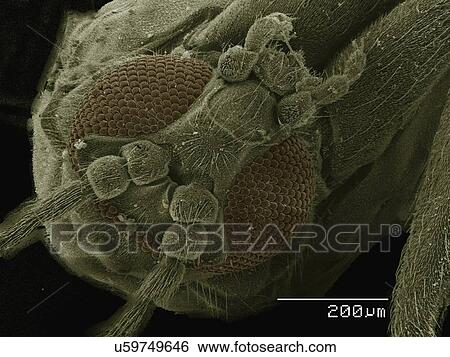 Stock Photograph - Coloured SEM of small fly (Diptera). Fotosearch