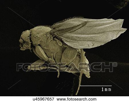 Stock Photo - Coloured SEM of small fly (Scatopsidae, Diptera). Fotosearch