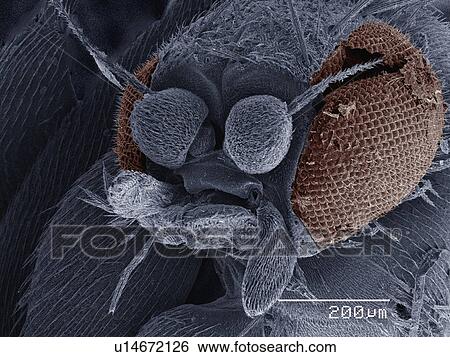 Coloured SEM of small fly (Scatopsidae, Diptera) View Large Photo Image Stock Photograph - Coloured SEM of small fly (Scatopsidae, Diptera). Fotosearch