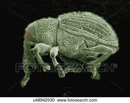 Stock Image - Coloured SEM of small weevil (Curculionidae). Fotosearch