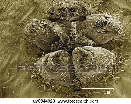 Stock Image - Coloured SEM of spinnerettes, web making organ of orb weaver spider. Fotosearch