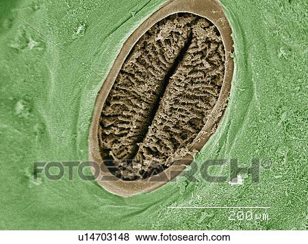 Stock Photo - Coloured SEM of spiracle of hornworm (Sphingidae). Fotosearch