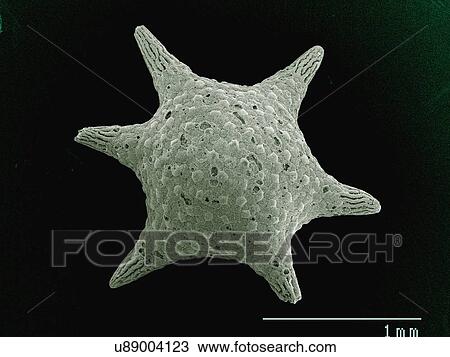 Coloured SEM of Star sand from Guam View Large Photo Image Stock Image - Coloured SEM of Star sand from Guam. Fotosearch