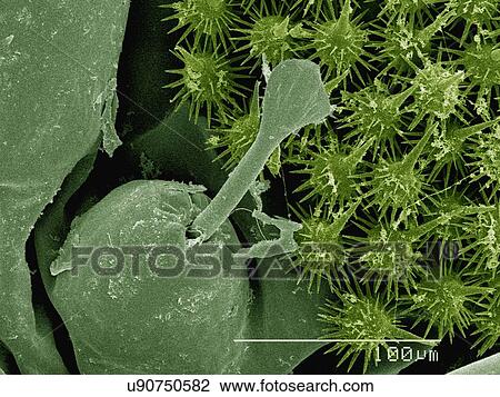 Stock Image - Coloured SEM of stinging hairs on saddleback caterpillar (Acharia sp., Limacodidae). Fotosearch