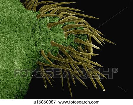 Stock Photo - Coloured SEM of stinging hairs on saddleback caterpillar (Acharia sp., Limacodidae). Fotosearch