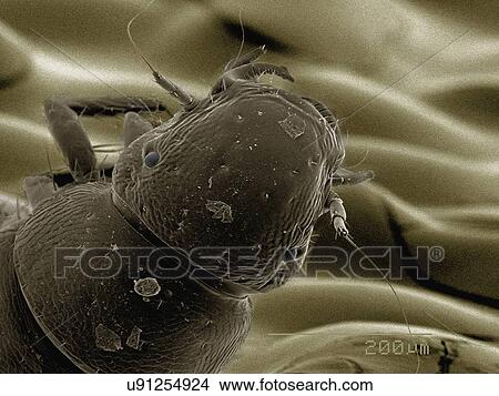 Picture - Coloured SEM of Triungulin larva of Meloid beetle (Meloidae). Fotosearch