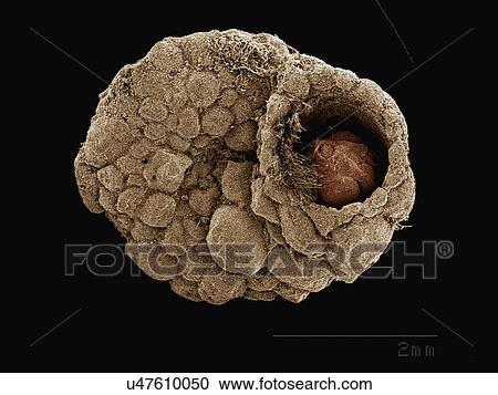 Stock Image - Coloured SEM of water beetle (Driopidae). Fotosearch