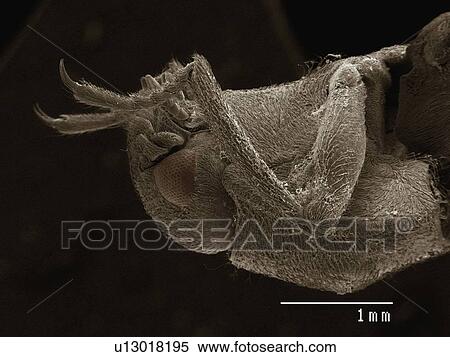 Coloured SEM of water beetle (Driopidae) View Large Photo Image Stock Photography - Coloured SEM of water beetle (Driopidae). Fotosearch