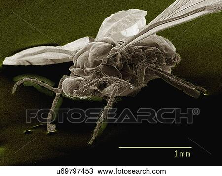 Stock Image - Coloured SEM of winged adult aphid. Fotosearch