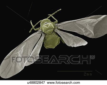 Coloured SEM of winged adult aphid View Large Photo Image Stock Photo - Coloured SEM of winged adult aphid. Fotosearch