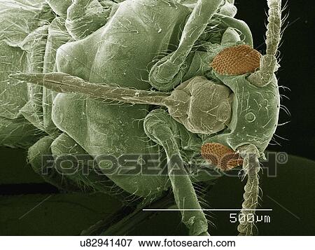 Stock Photo - Coloured SEM of winged adult aphid. Fotosearch
