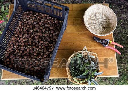 Crate of nuts on table in garden, overhead view View Large Photo Image Stock Photo - Crate of nuts on table in garden, overhead view. Fotosearch