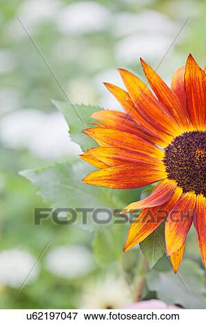 Cropped close up of orange flower in garden View Large Photo Image Stock Photo - Cropped close up of orange flower in garden. Fotosearch